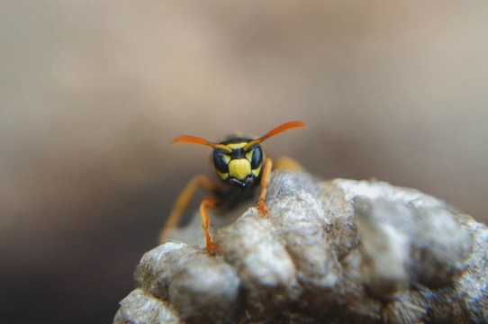 蜜蜂在守衛(wèi)
