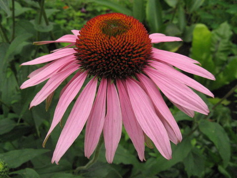 紫松果菊