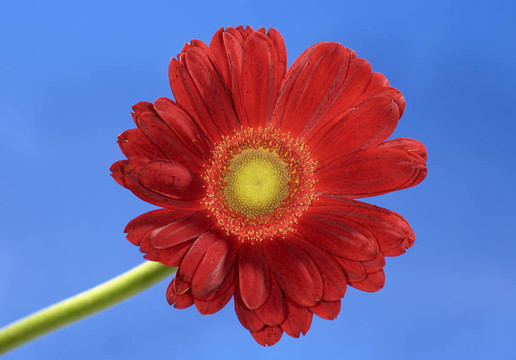 紅色的花