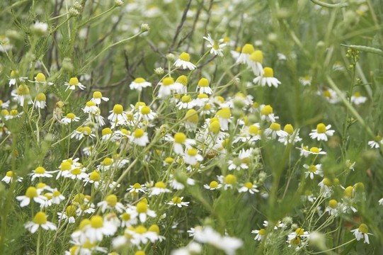 野雛菊-景觀