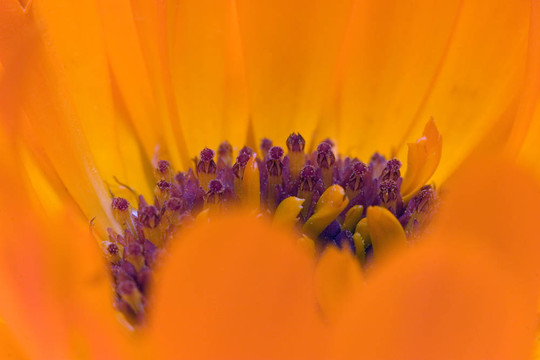 Orange flower（金盞花）的內(nèi)部