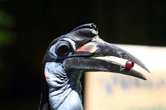 犀鳥的水果
