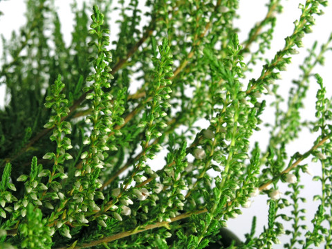 秋天：Heather
