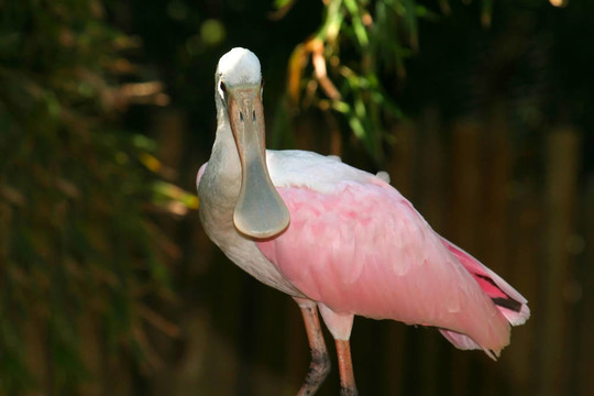 Roseate Spoonbill的臉