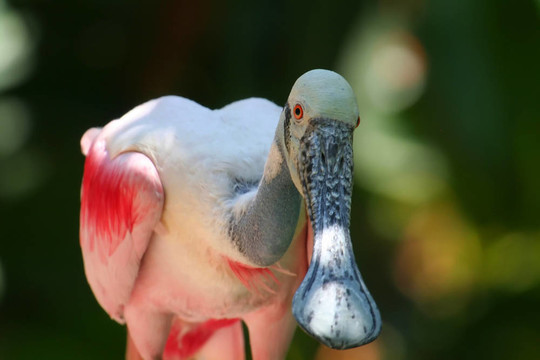 Roseate Spoonbill；關(guān)