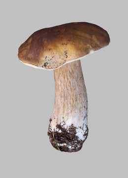 石蘑菇