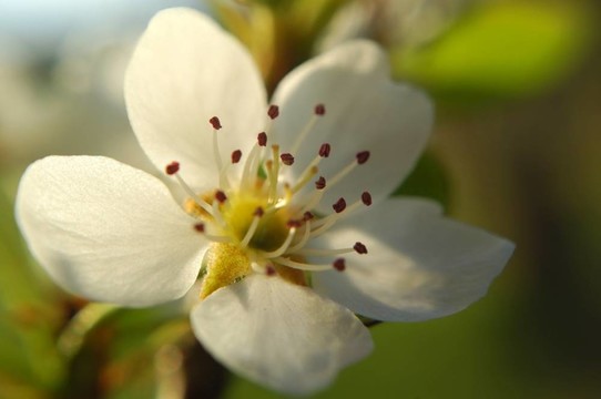 背光的花