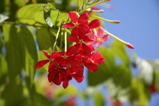 開花的樹4