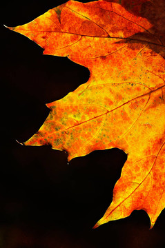 紅色的秋葉