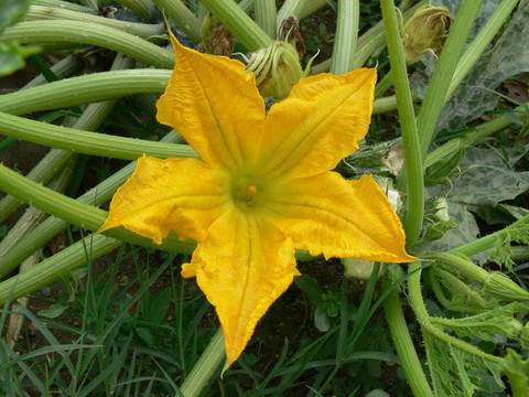 zucchini_flower02