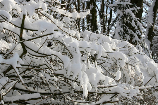 白雪覆蓋的