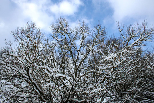 白雪覆蓋的