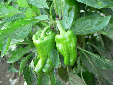 green_peppers01