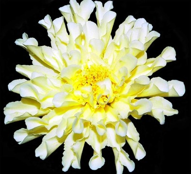 白色的金盞花