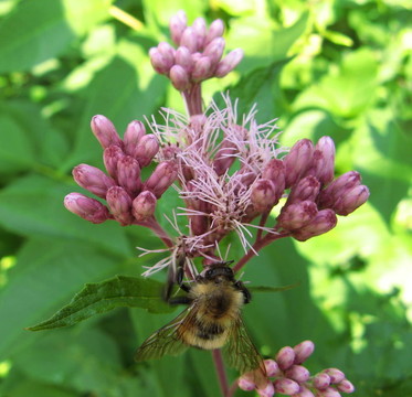 蜜蜂在Joe Pye Weed