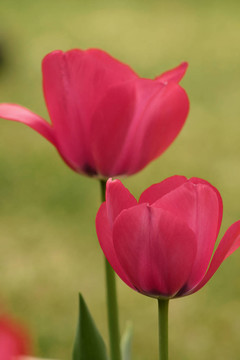 Flowers在一個(gè)領(lǐng)域