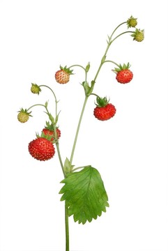 野草莓
