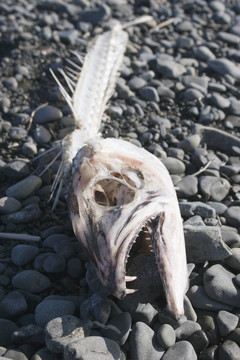 魚頭