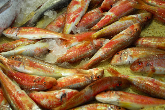 魚