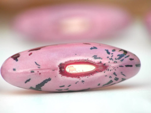 菜豆