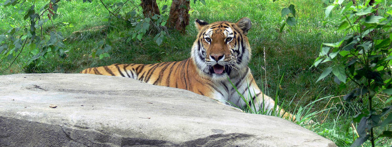 tiger09