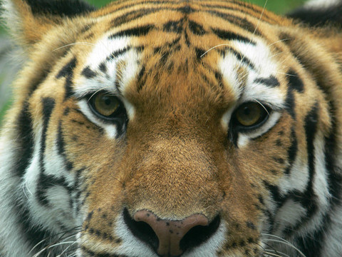 tiger02