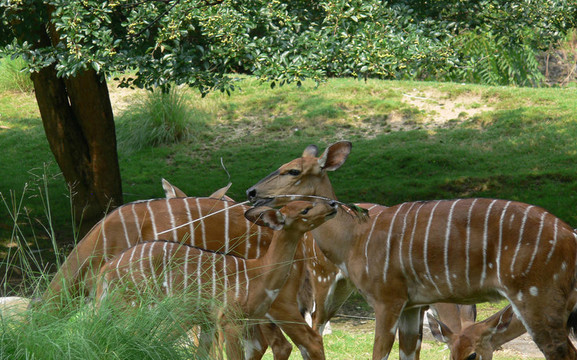 nyala04
