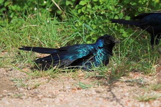 輝椋鳥