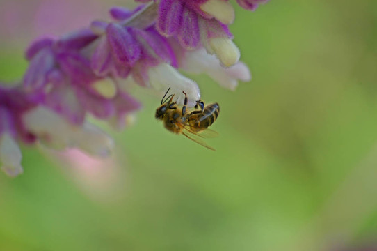 蜜蜂