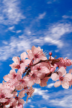 櫻花