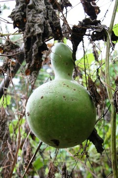 Gourd在花園里