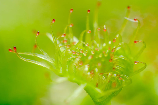 毛葉Drosera peltata