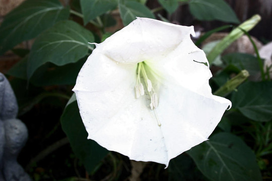 月光花