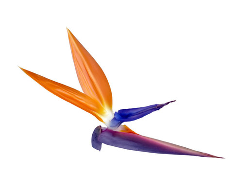 天堂鳥