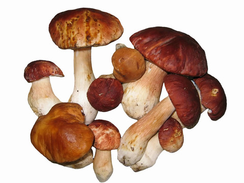蘑菇；背景；性質(zhì)；飲食；蔬菜