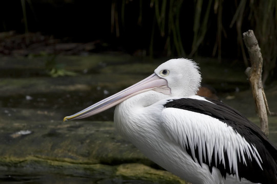 Pelican坐在