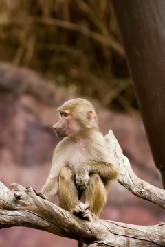 Baboon坐在
