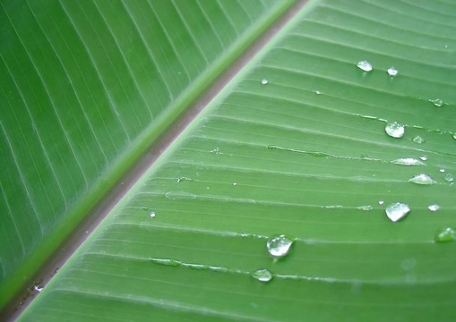 香蕉葉