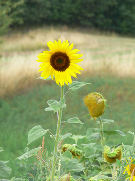 sunflower01