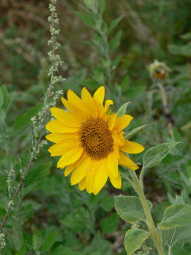 sunflower03