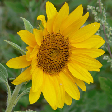 sunflower04