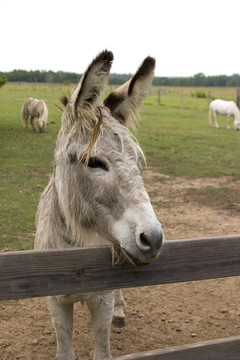 警覺的Burro