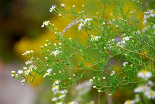 野雛菊