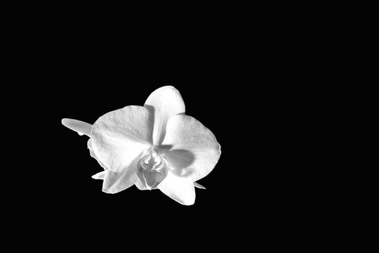 白蘭花