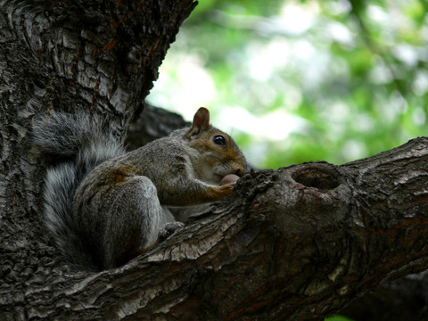 squirrel03