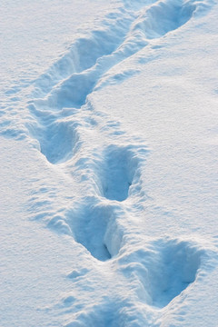 雪地上的痕跡