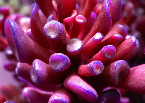 succulente 10