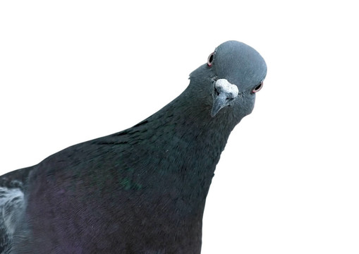 鴿子