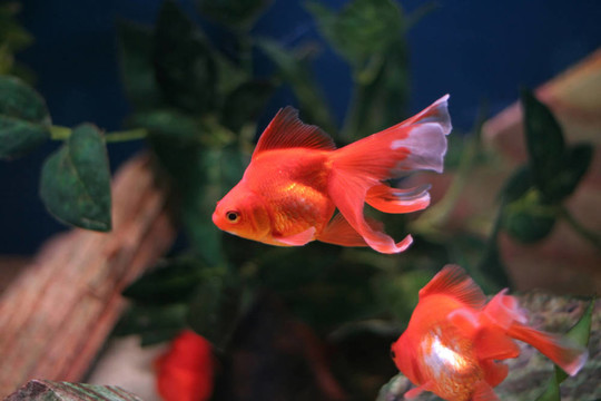 金魚(yú)