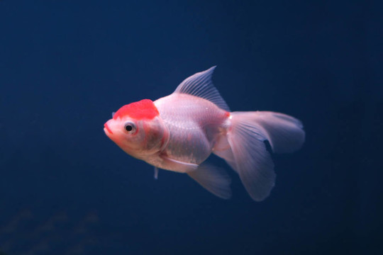 金魚(yú)